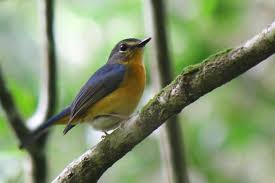 Burung sambar lorek kelabu wikispecies. Burung Sambar Biru Bakau Wikipedia Bahasa Melayu Ensiklopedia Bebas