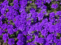 We did not find results for: Desktop Wallpapers Violet Verbena Flowers Many