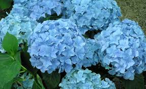Hortensien Dungen Pflanzen Hortensien Garten Hortensien