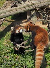 Pin By Olha Yeremenko On Red Panda Standing By Otters Cute Cute Baby Animals Red Panda