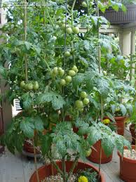 Extra sweet fruits are full of flavor. Plantfiles Pictures Tomato Husky Cherry Red Lycopersicon Lycopersicum 5 By Big Red Cherry Tomato Plant Garden Veggies Amazing Gardens