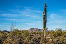 About this piece travel art art is the best way of seeing the world when travel isn't possible. Arizona S Giants The Saguaro Cactus Rei Co Op Adventure Center