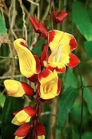 Image result for Thunbergia mysorensis