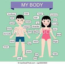 On this page, you can find both large and small body parts this pdf is a set of parts of the body flashcards. Educational Montessori Learning My Body Homeschool Preschool Activities Children My Body Parts Activity My Body Body Parts Toys Toys Games