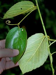 Image result for Gouania