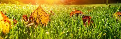 Get directions, reviews and information for sunrise lawn service in birmingham, al. A Complete Guide To Autumn Lawn Care Lovethegarden