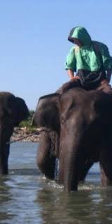 Gajah mina is an exclusive bali holiday destination on the picturesque south west coast of bali, not far from one of gajah mina two headlands is maintained as a protected area for the water monitor, a. Ribuan Gading Gajah Disita Dari Tangan Pedagang Antara News Bengkulu
