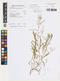 Image result for Afrohybanthus enneaspermus