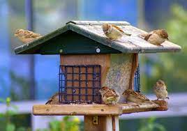 صور عصافير الزينة in 2021 bird house bird outdoor decor