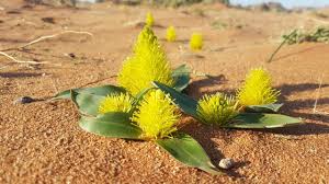 Image result for Daubenya