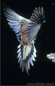 Pin By Isabel Castillo On Sea Breeze Beautiful Birds Mourning Dove Pet Birds