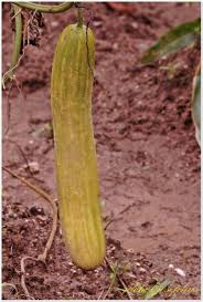 Image result for Cucumis aetheocarpus