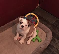 Browse the widest, most trusted source of olde english bulldogge puppies for sale. Mollett Victorian Bulldogs America Home Facebook