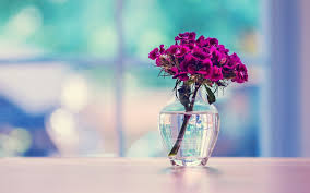 A collection of the top 59 1920x1080 full hd wallpapers and backgrounds available for download for free. Flower Hd Wallpapers Top Free Flower Hd Backgrounds Wallpaperaccess