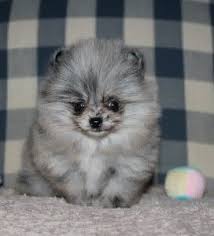 We did not find results for: Blue Merle Pomeranian For Sale Near Me Online