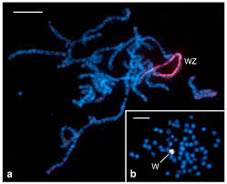 There is good job security in control inspector positions. Insects Free Full Text Advances And Challenges Of Using The Sterile Insect Technique For The Management Of Pest Lepidoptera Html
