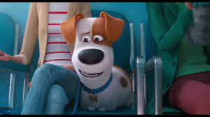 Viața secretă a animalelor 2 este construită din câteva povești care sunt, fiecare în parte, amuzante, chiar dacă nu există o legătură prea mare între ele. The Secret Life Of Pets 2 Singuri AcasÄƒ 2 2019 Film Cinemagia Ro