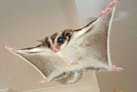 12 Questions To Ask Yourself Before Getting A Sugar Glider Sugar Glider Sugar Glider Pet Sugar Glider Baby