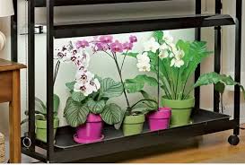 Good lights for growing plants. Guide To Use Led Grow Lights For Indoor Gardening Bioenergy Consult