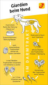 We did not find results for: Giardien Beim Hund Symptome Behandlung Tipps Weitere Infos