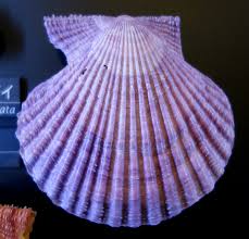 Image result for Cleistochlamys