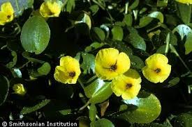 Image result for Limnocharitaceae