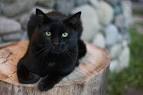 The Bombay Cat: Kings and Queens of the Black Cat Breeds ...