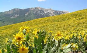 Maybe you would like to learn more about one of these? Crested Butte Wildflower Festival Festivals Guide Service Hiking Mountaineering Directory Crested Butte Chamber Of Commerce
