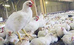 Unggas banyak dijadikan sebagai hewan ternak untuk diambil manfaatnya yakni produksi daging, telur atau bahkan bulunya. Kreasi Usaha Sukses Budidaya Ayam Pedaging Garda Remaja