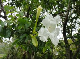 Image result for Dolichandrone alba