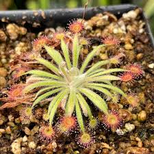 Image result for Dissotis lanata