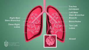 Nikki stamp, provides her top four tips to keep in mind when it comes to the health of your lungs as well as the best things to do to keep your lungs healthy. Your Lungs St Vincent S Lung Health