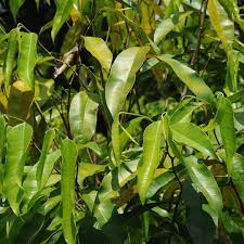 In the agarwood industry, here in malaysia and elsewhere, it is not just the wood but the leaves too that are valuable, especially at downstream end. Balung Plantation On Twitter Agarwood Gaharu Oudh Leaves Would Be Produced Into Tea The Tree Produces An Aromatic Resin From Inoculation Process Balungtea Sabah Https T Co Qfth5tcdm3