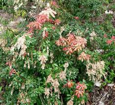 Image result for Pieris japonský debutante obrázek