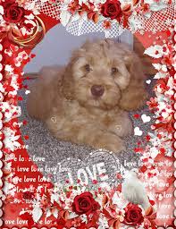 All puppies are volhard temperament tested at week 5 and the scores are then posted on their litter pages. Goldendoodle And Australian Labradoodle Puppies For Sale Illinois Erica S Doodles Australian Labradoodle Puppies Labradoodle Puppy Australian Labradoodle