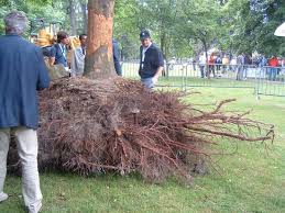 Japanese red maple trees are actually quite easy to grow from seed. How Deep Do Tree Roots Grow Deeproot Blog