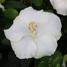 Image result for Hibiscus engleri