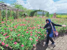 Taman bunga bpi atau yang biasa disebut dengan taman bunga kampung jambu di pandeglang mendadak mulai ngehits beberapa hari terakhir. Taman Bunga Kampoeng Jamboe Pandeglang Krakatau Radio