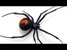 In arachnophobia, the clock has been reimagined as the body of a spider, its mechanical in fact, the clock was made in two steps. Clock Spider Youtube