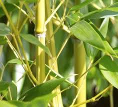 Image result for Bambusa