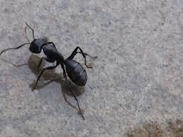 Several termite control companies gave rev. Local Pest Control Company Turns 60 Blog Retail Therapy Greensboro Com