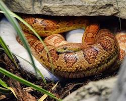 Cobra-do-milho
