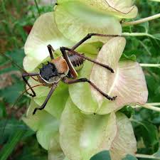 Image result for Holubia saccata