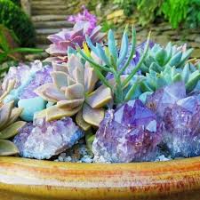 Pin On Plants