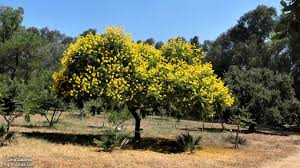 Image result for Peltophorum dubium