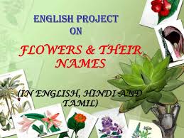 If you like these flowers name's list please share this info to your friends and others. Flowers And Their Names