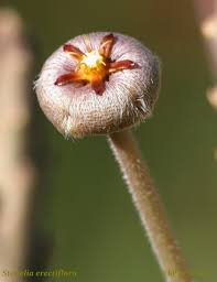 Image result for Ascolepis protea