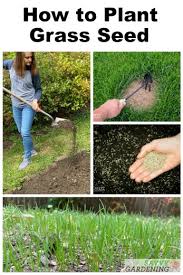 Maybe you would like to learn more about one of these? How To Plant Grass Seed A Simple Guide To Success
