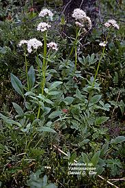 Image result for Valerianaceae