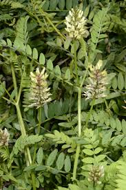 Image result for Astragalus atropilosulus
